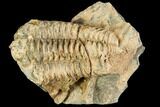Fossil Calymene Trilobite Nodule - Morocco #106627-2